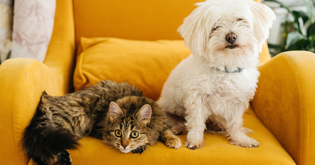 Categoria Pet Shop